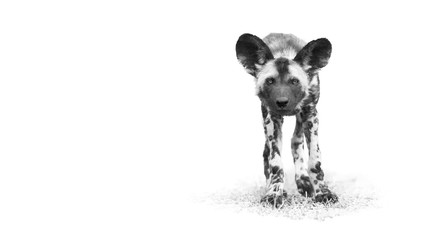 Black and white, artistic portrait of African Wild Dog, Lycaon pictus, puppy staring directly at camera in close up distance. Low angle photography. South Africa.
