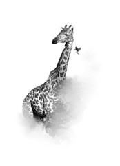 Artistic, black and white vertical photo of Masai Giraffe, Giraffa camelopardalis tippelskirchi with bird flying from its neck, isolated on white background with a touch of environment. Tanzania. 