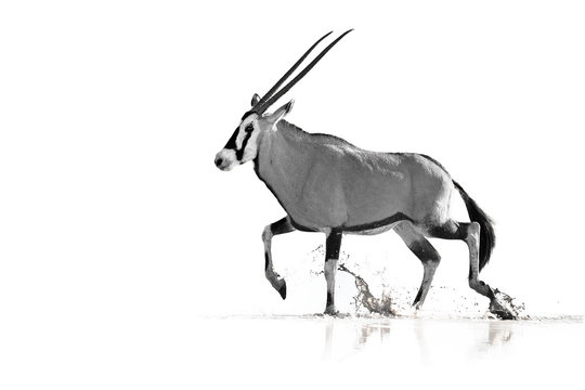 Artistic, black and white photo of large antelope with spectacular horns, Gemsbok, Oryx gazella, walking in the water, isolated on white background with touch of environment. Kalahari, South Africa.