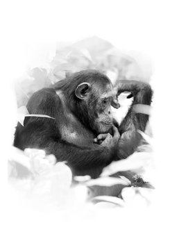 Artistic, black and white close up portrait of  old Chimpanzee female, Pan troglodytes, sitting on the ground among leaves, isolated on white background with a touch of environment. Uganda.