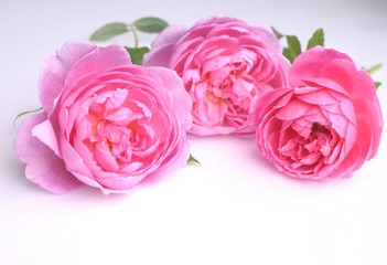 美しいピンクのバラの花びら、クローズアップ、白背景