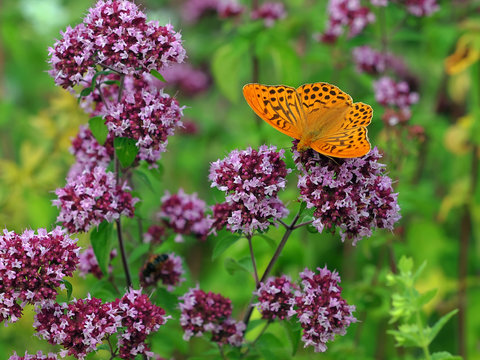 Kaisermantel auf Oreganumbl&uuml;te