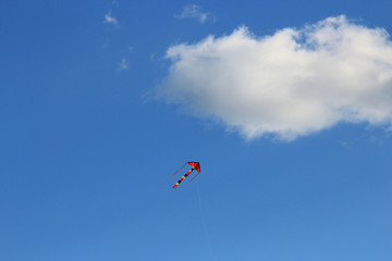 kite in the blue sky