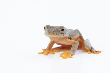 Twin-spotted Treefrog (Rhacophorus bipunctatus)  on a white background
