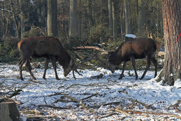 Fototapeta premium Hirsch