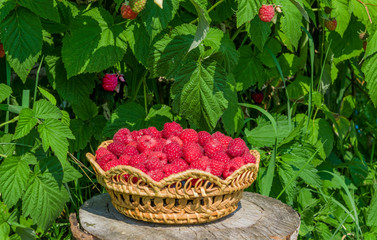 Ripe red berry raspberries in a wicker plate on a background of raspberry bushes