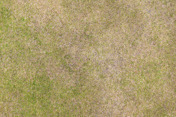Background texture of the short cropped grass on the golf course