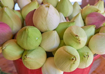 Lotus for worship the Buddha image/statue