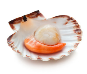 Raw scallop isolated on white background