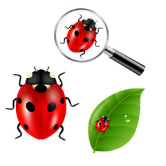 Ladybugs Set