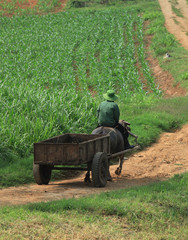 Obraz premium Asian farmer on the green grass field with his water buffalo.