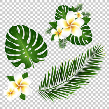 Palm And Monstera Tree Leaf