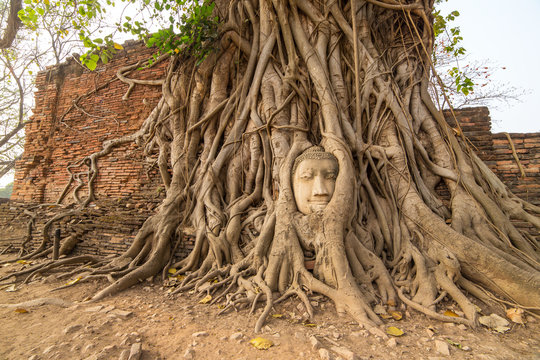 Buddha Head in Tree Roots in Wat Mahathat , Ayuthaya , Thailand