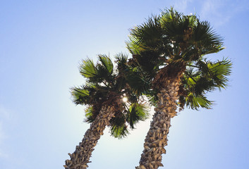 high palm trees