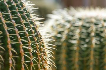 Fresh green cactus with needles closeup
