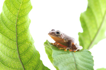 Twin-spotted Treefrog (Rhacophorus bipunctatus)  on a white background