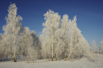 Beautiful winter forest landscape in a frosty sunny day