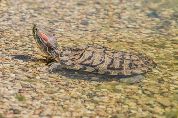 Red eared slider turtle (Trachemys scripta elegans) in water