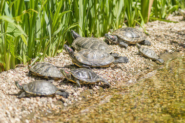 Red eared slider turtles (Trachemys scripta elegans) resting on stones near water