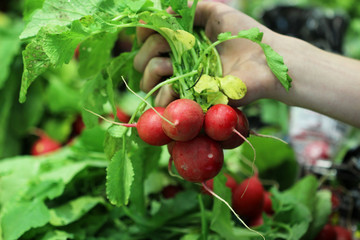 A seller who chooses fruits / vegetables in the supermarket