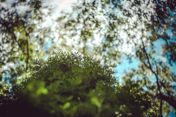 Abstraction background from green branches. Template from greens for cards. Spruce and juniper needles, leaves in soft focus.