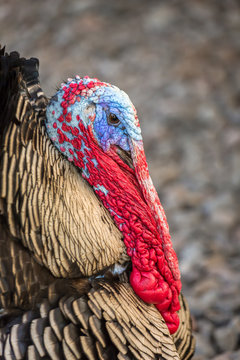 Close-up portrait of a male turkey