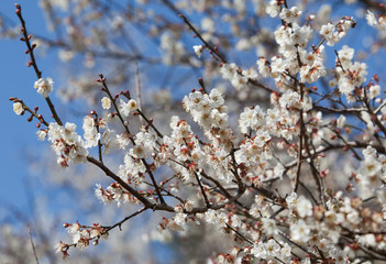 White apricot tree flower, seasonal floral nature theme, background of spring in Asia
