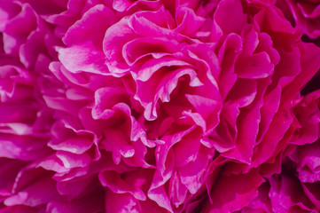 pink peony background