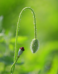Corn poppy flower