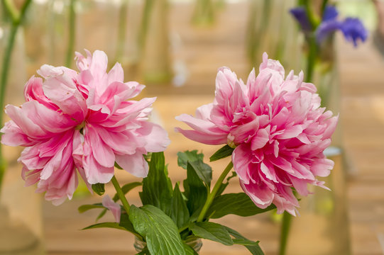 two pink blooming peony flowers in a glass vase