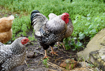 Motley domestic chickens and a rooster walk around the corral.