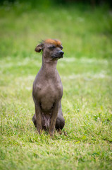 Peruvian hairless dog