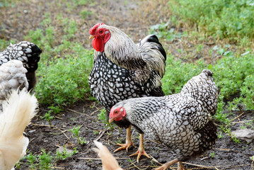 Motley domestic chickens and a rooster walk around the corral.