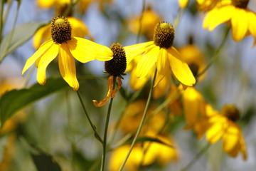 Rudbeckia flowers in the garden attract insects with their colors
