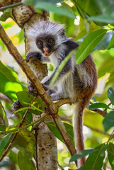 Zanzibar Red Colobus - Piliocolobus kirkii, Zanzibar, Tanzania