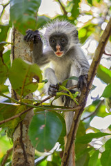 Zanzibar Red Colobus - Piliocolobus kirkii, Zanzibar, Tanzania