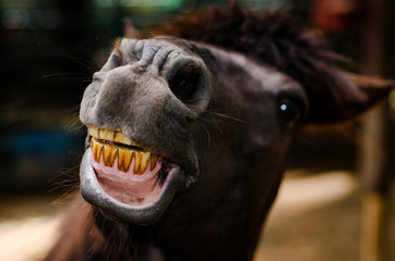 Horse smiles to see yellow teeth.