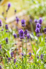 Fototapeta premium Blooming lavender flowers on the field in a sunny day