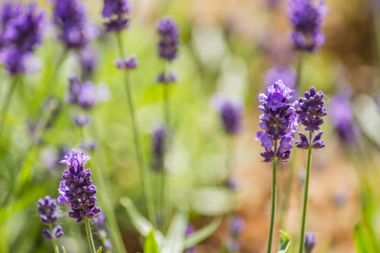 Fototapeta Blooming lavender flowers on the field in a sunny day