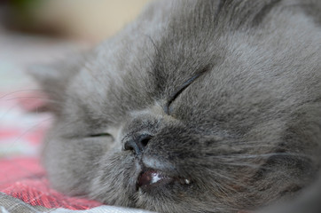 Gray Persian cat