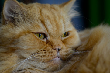 Orange Persian cat