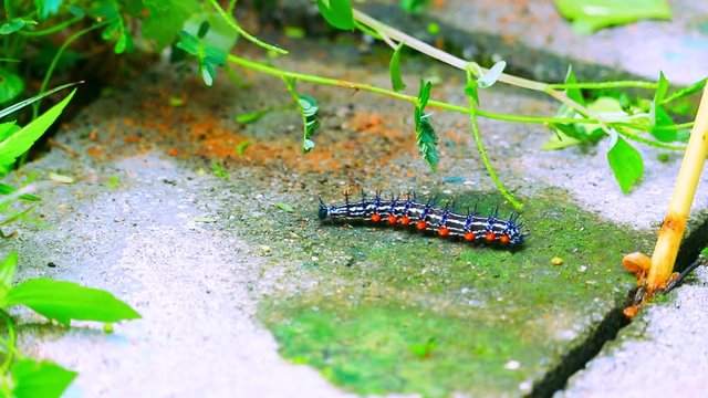 caterpillar worm striped blue - black and white Walking On the floor (Eupterote testacea, Hairy caterpillar) select focus with shallow depth of field.
