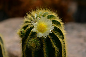 Cactus yelllow color flower at cactus garden