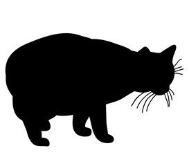 Cat silhouette