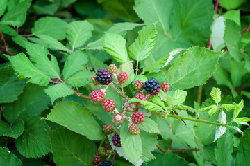 Blackberry