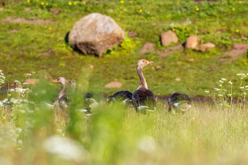 Greylag Geese on a summer meadow