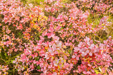 Blueberry bushes with red autumn leaves