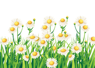 Obraz na płótnie Canvas Bouquet realistic daisy, camomile flowers on white background. Vector illustration card camomile tea medical Web site page and mobile app design vector illustration