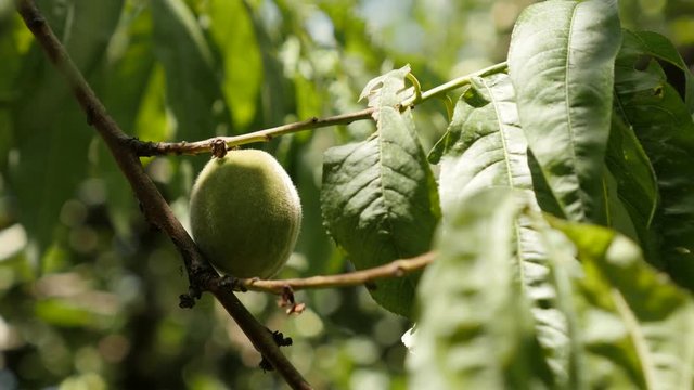Organic Prunus persica fruit  footage - Close-up of green leafs and branches of peach tree  video 