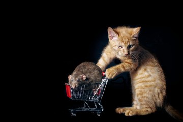 Junge getigerte Katze geht mit Ratte einkaufen